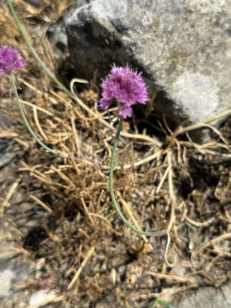 Allium kastambulense photo 2