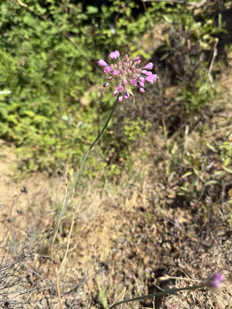 Allium kastambulense photo 4