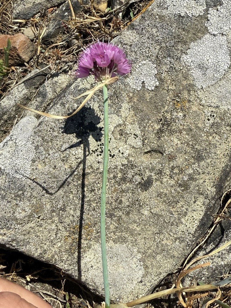 Allium kastambulense photo 5