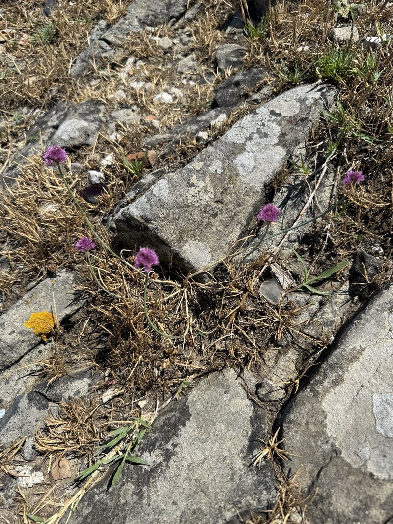 Allium kastambulense photo 6