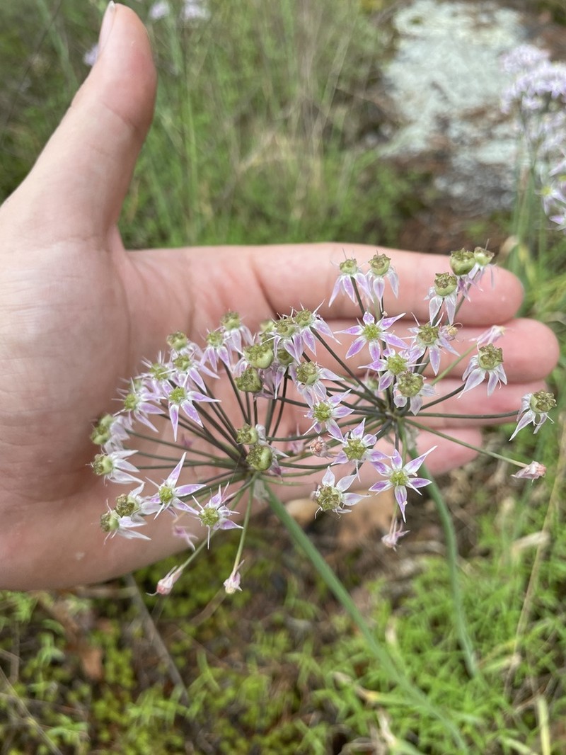 Allium keeverae photo 5