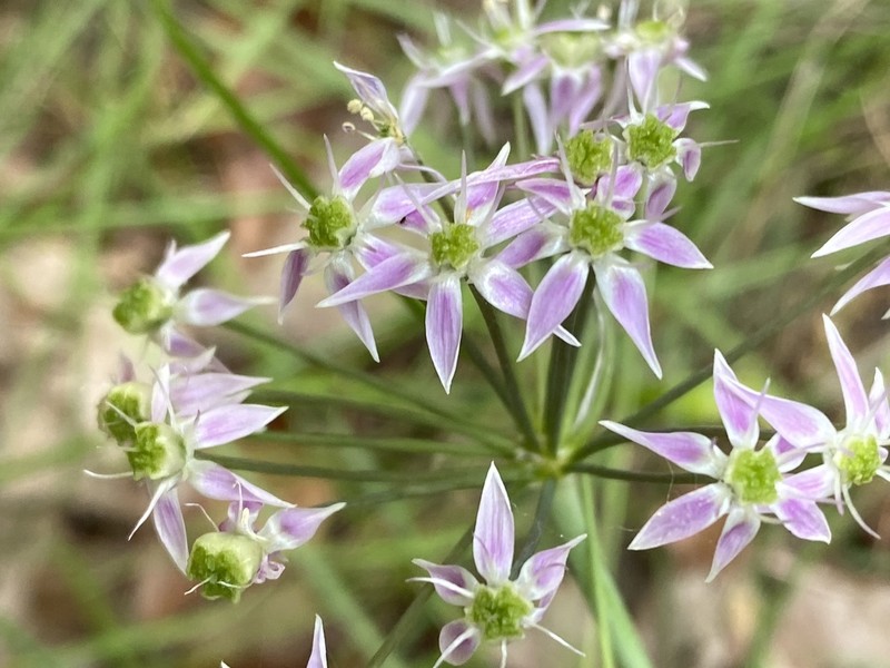 Allium keeverae photo 6