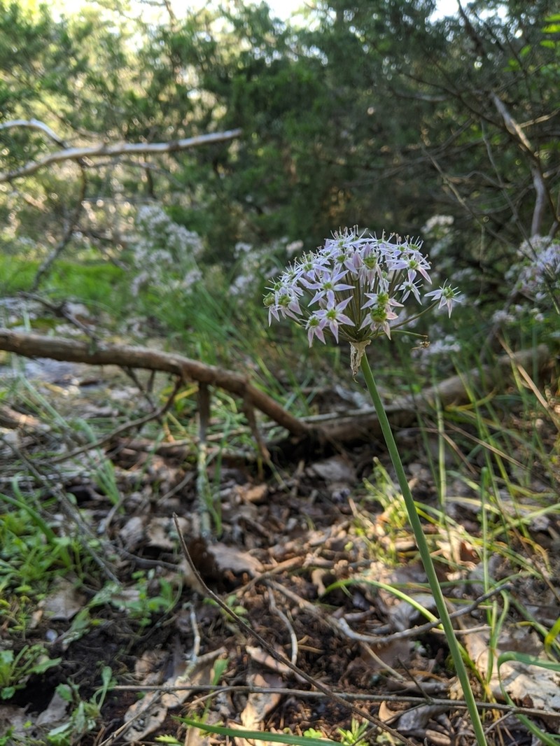 Allium keeverae photo 8