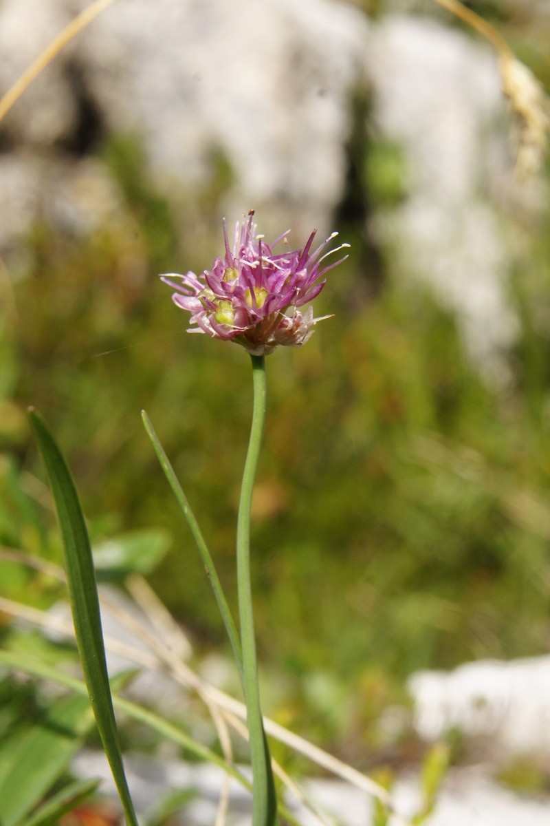 Allium kermesinum