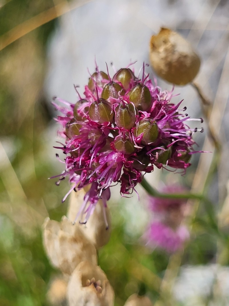 Allium kermesinum photo 2