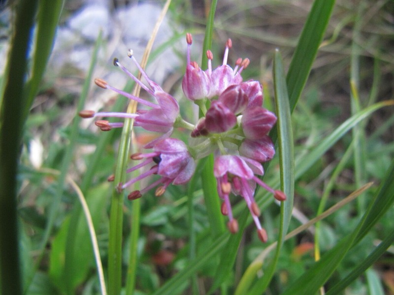 Allium kermesinum photo 3