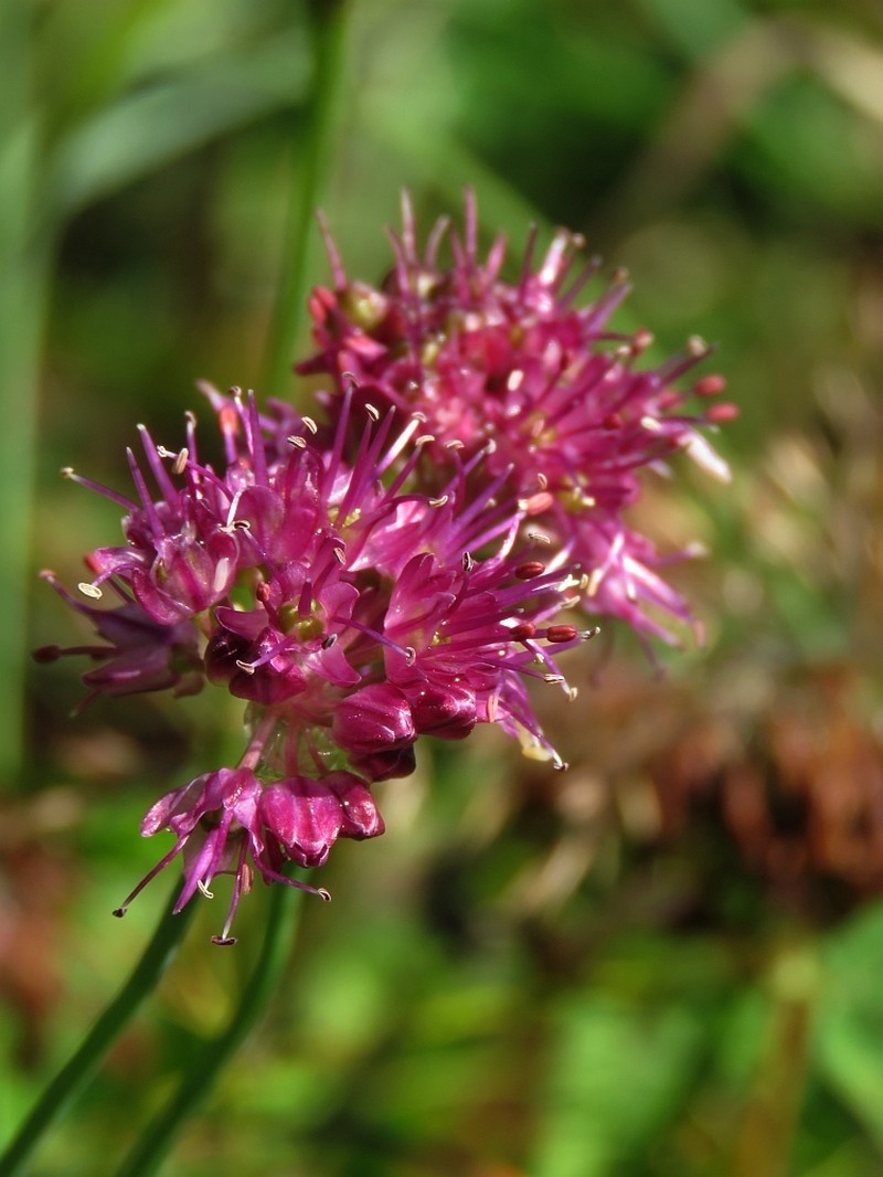 Allium kermesinum photo 4