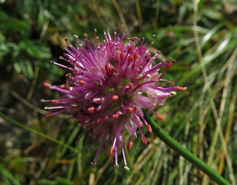 Allium kermesinum photo 5