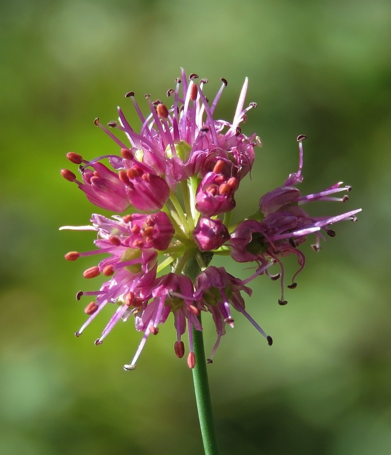 Allium kermesinum photo 6
