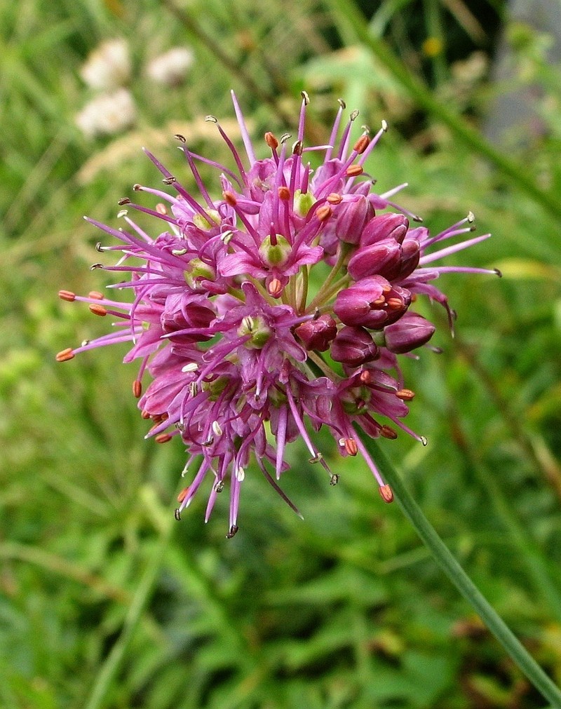 Allium kermesinum photo 7