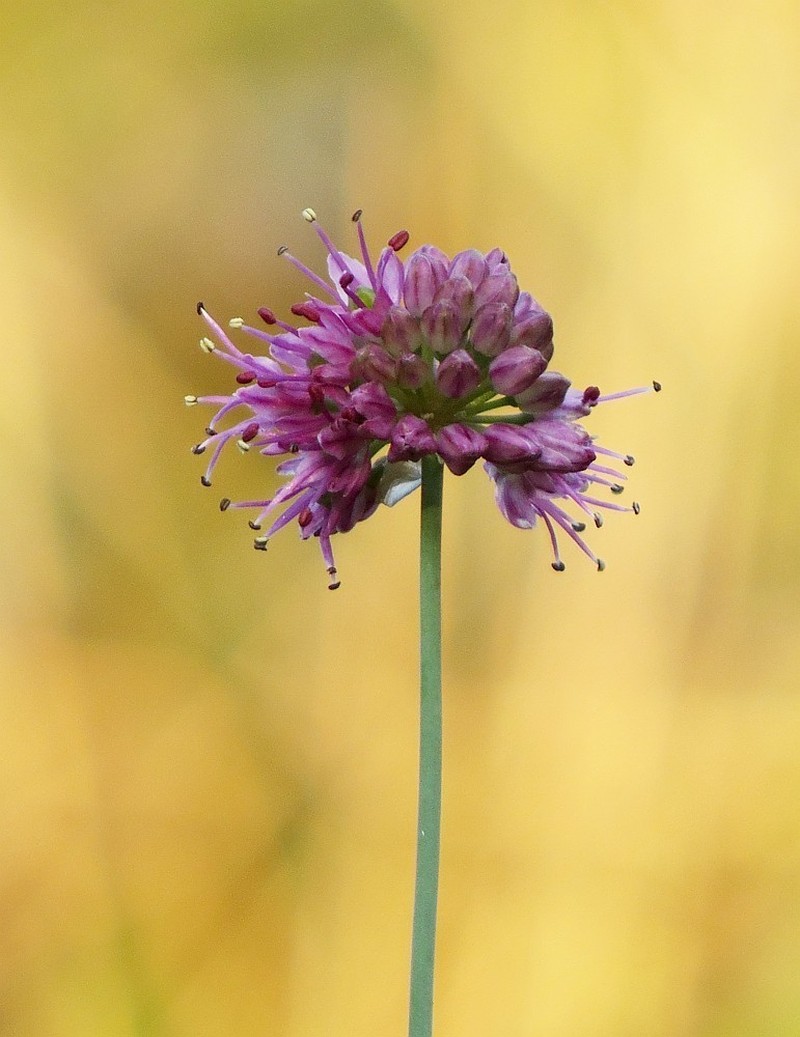 Allium kermesinum photo 8