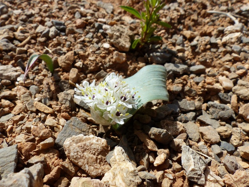 Allium keusgenii photo 2