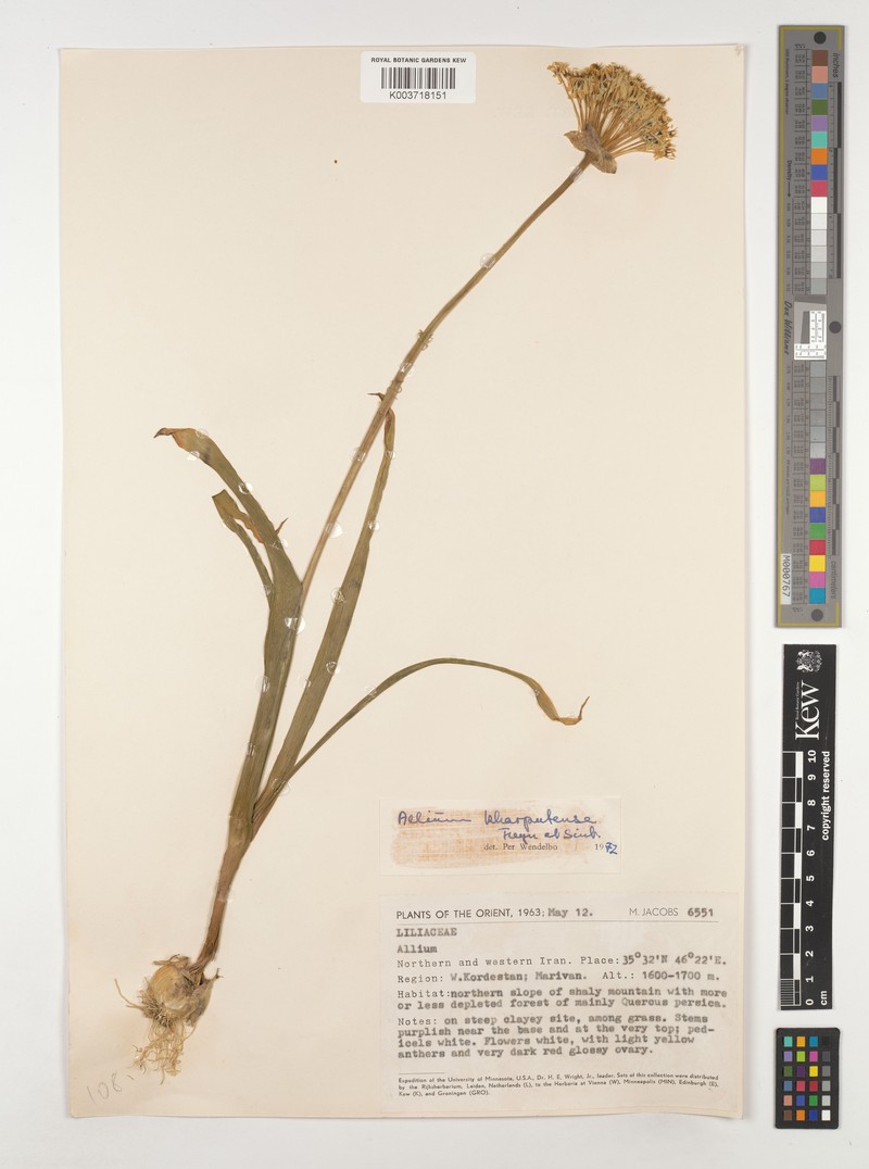 Allium kharputense