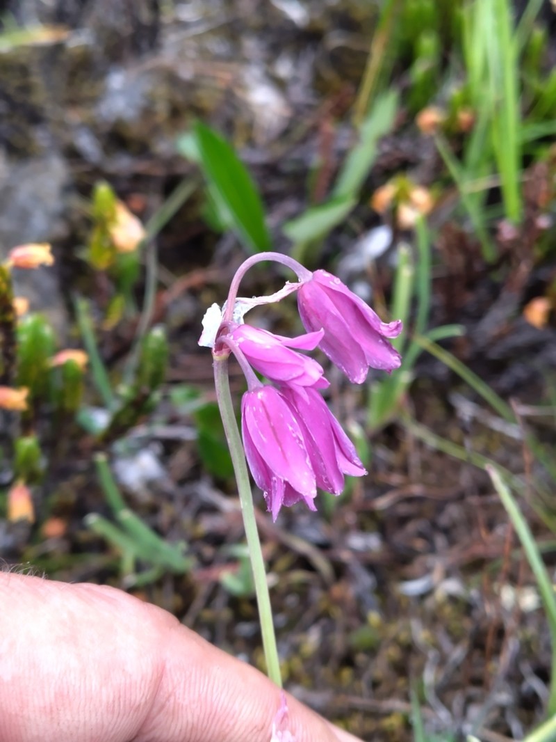 Allium kingdonii photo 2