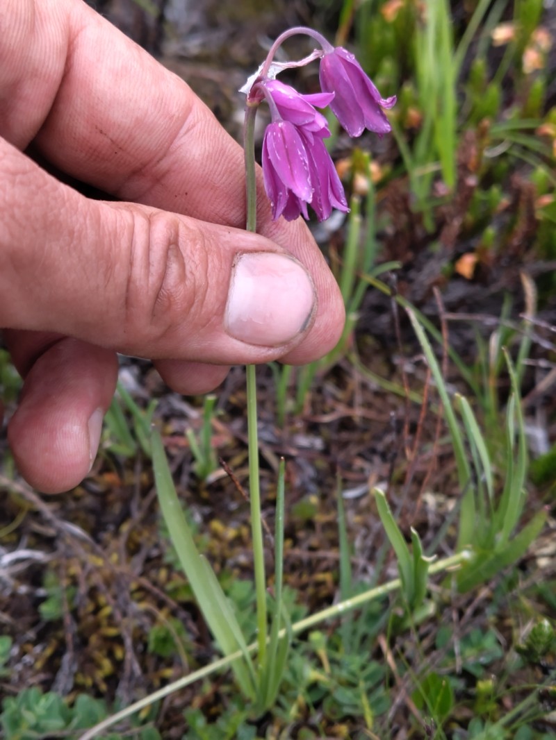 Allium kingdonii photo 3
