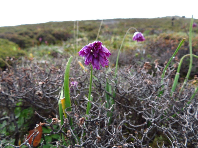 Allium kingdonii photo 4