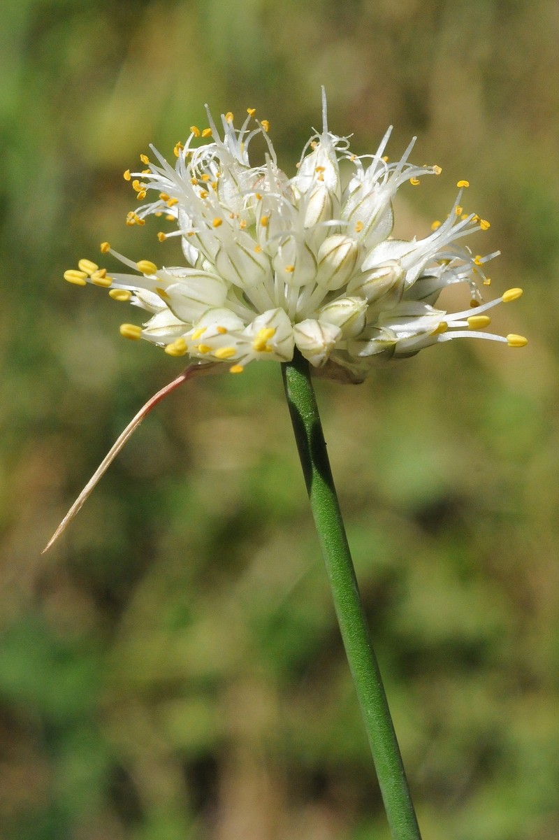Allium kirilovii photo 2