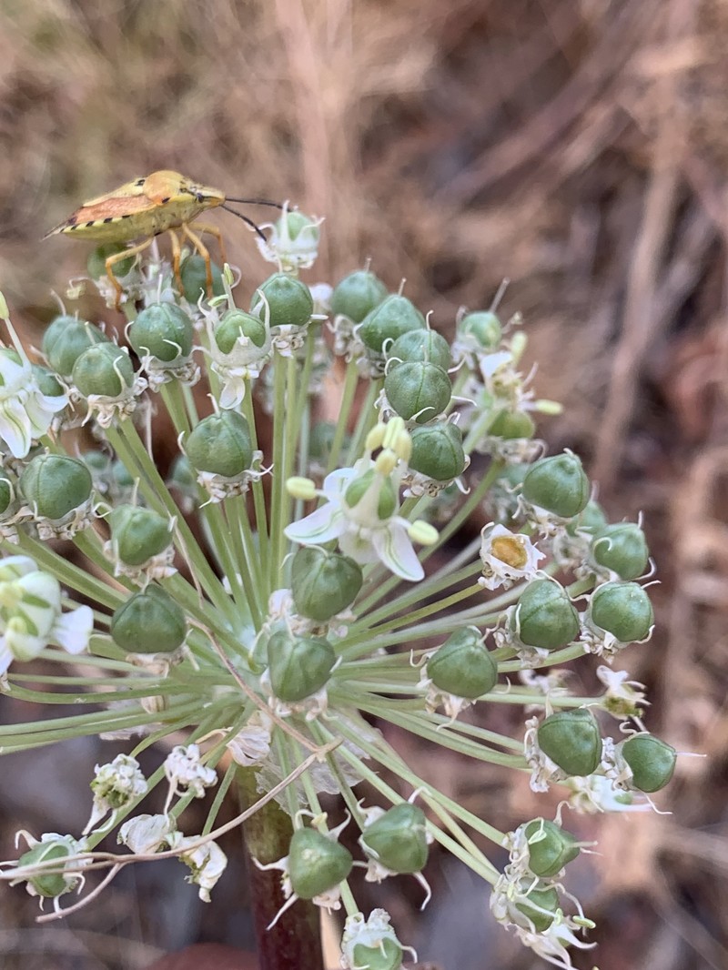 Allium koelzii photo 2