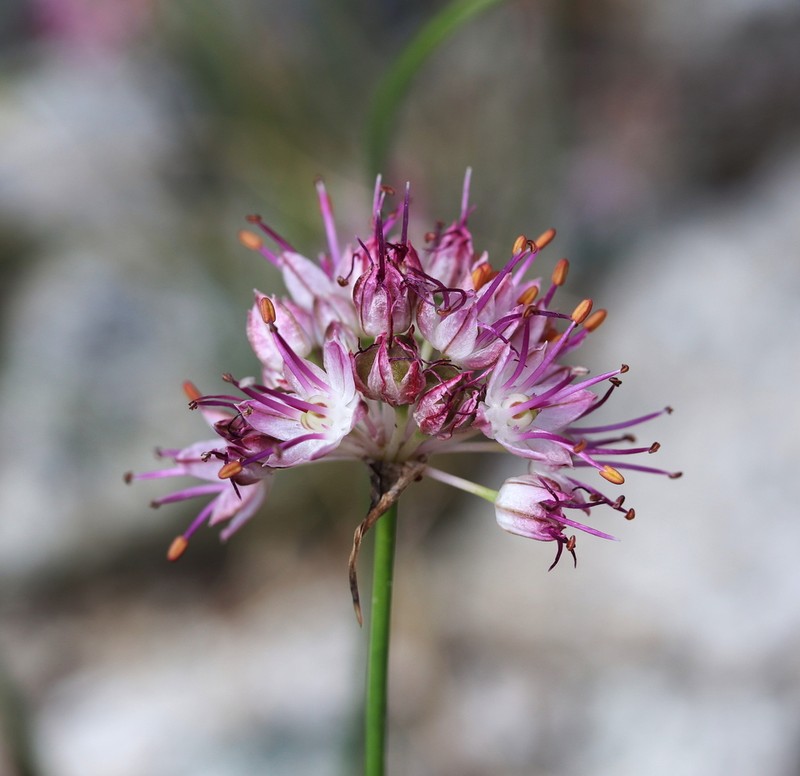 Allium kokanicum photo 3