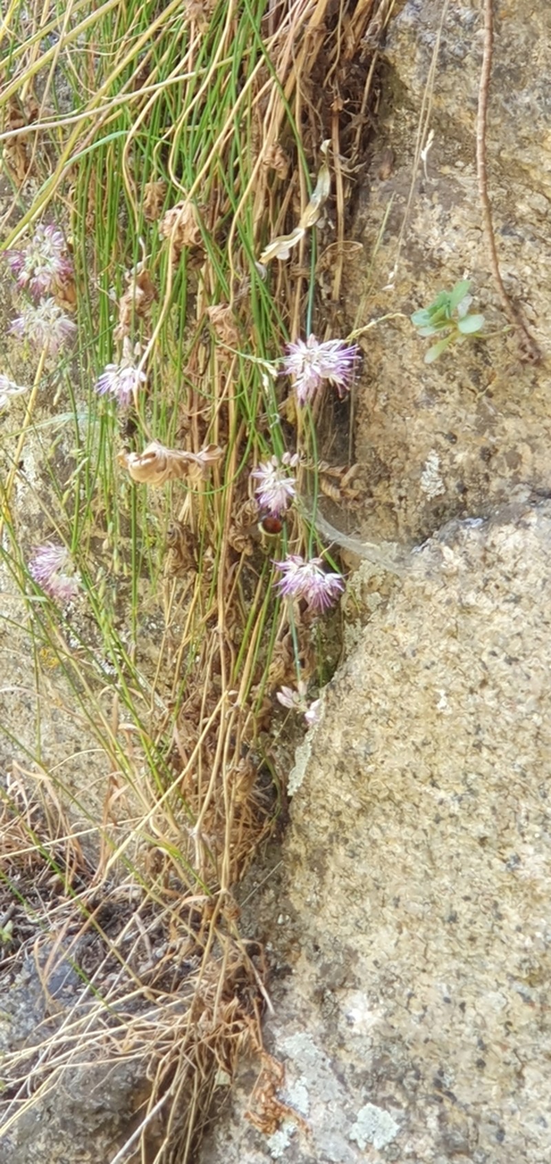 Allium kokanicum photo 4