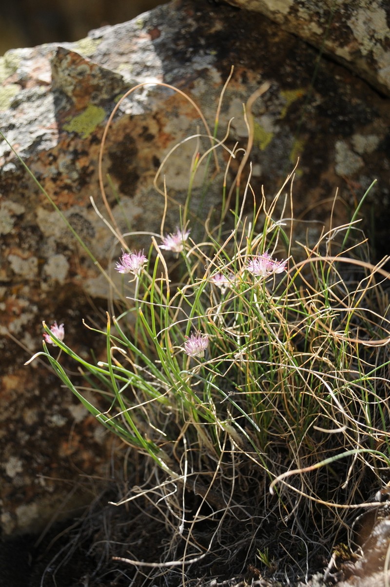 Allium kokanicum photo 6