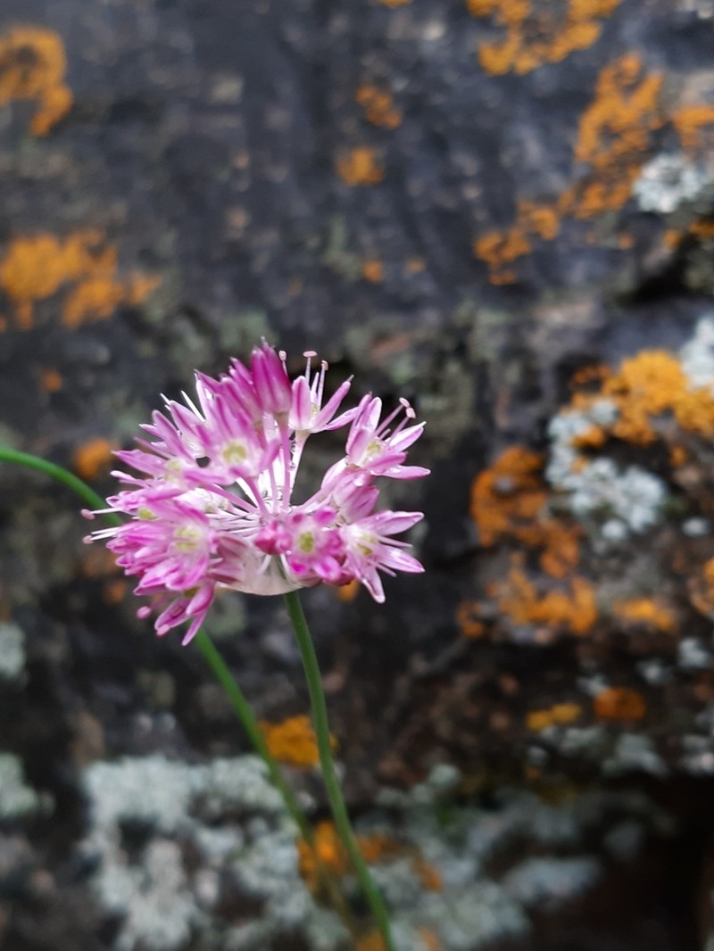 Allium kokanicum photo 7