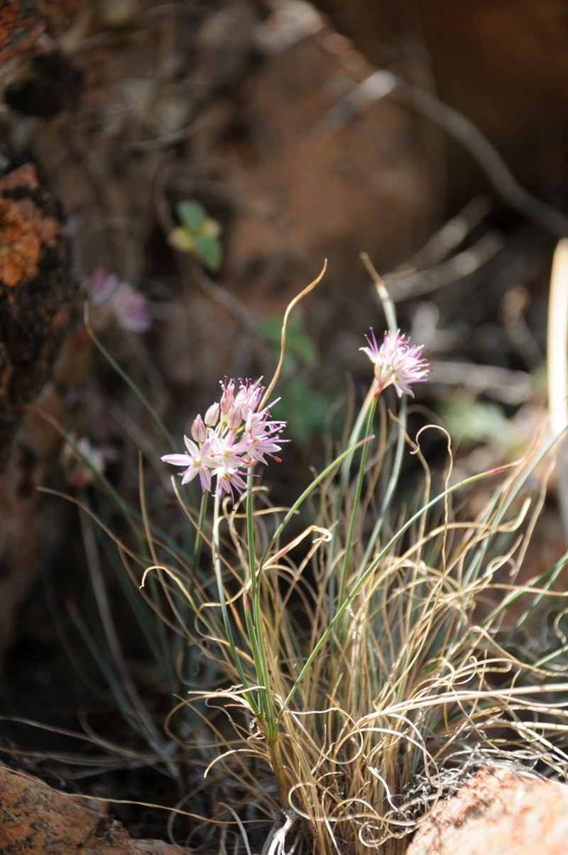 Allium kokanicum photo 8