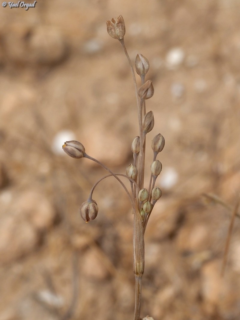 Allium kollmannianum