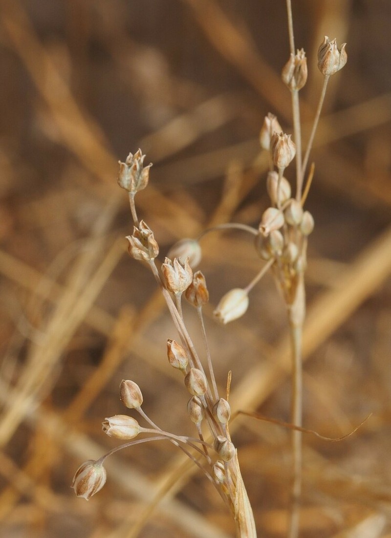 Allium kollmannianum photo 2