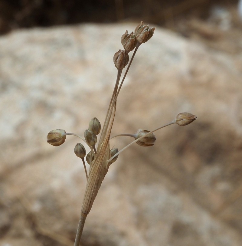 Allium kollmannianum photo 5