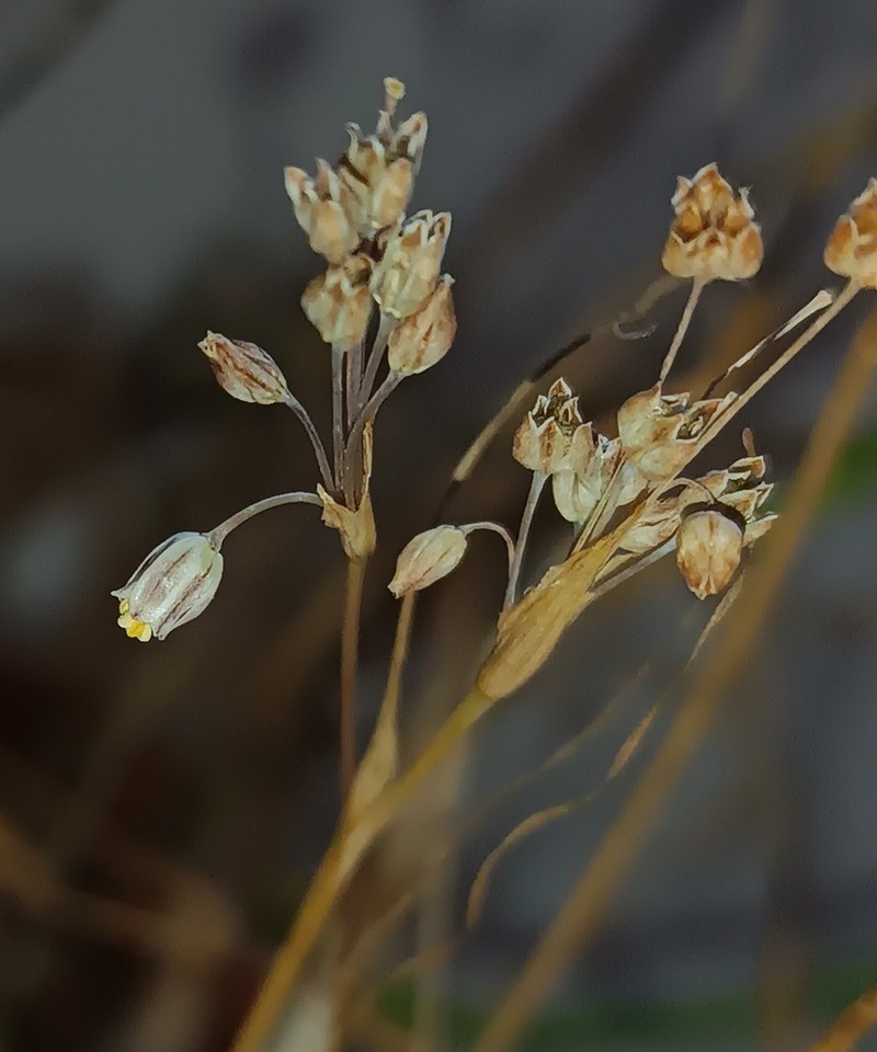 Allium kollmannianum photo 6