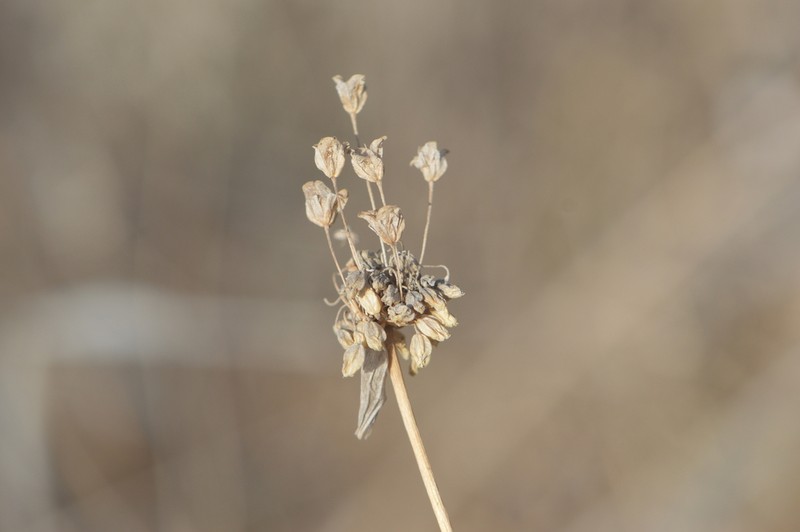 Allium kollmannianum photo 7
