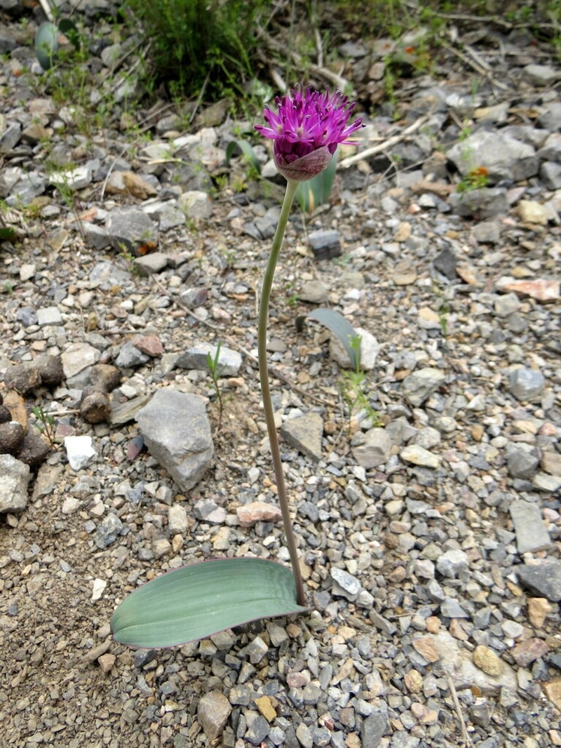 Allium komarowii