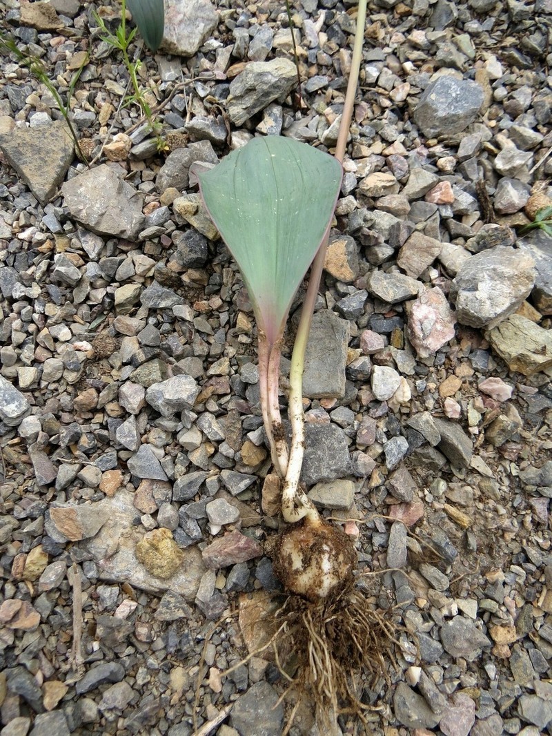 Allium komarowii photo 2