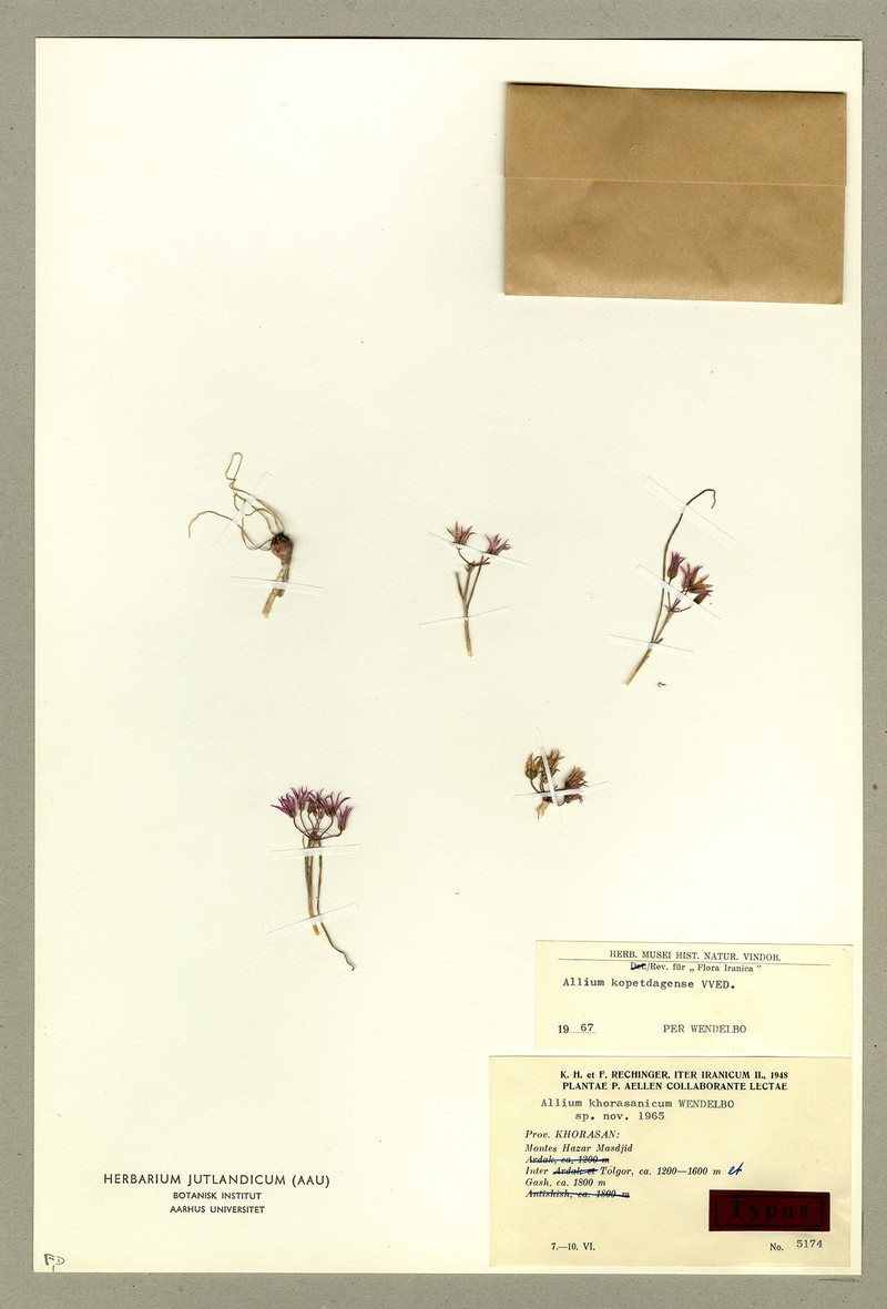 Allium kopetdagense