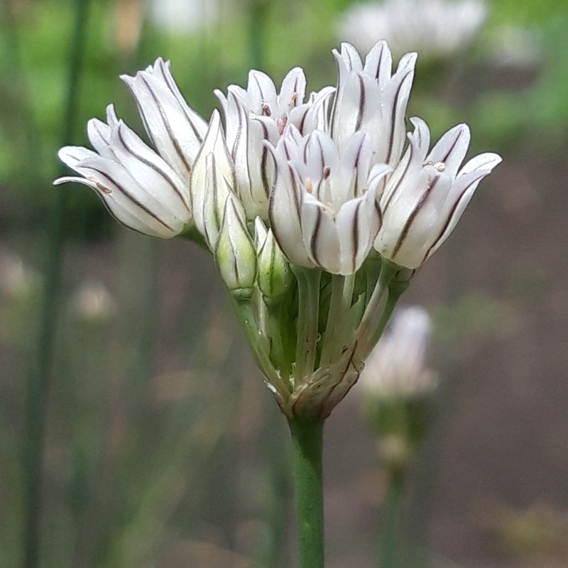 Allium korolkowii