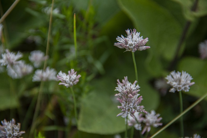 Allium korolkowii photo 2