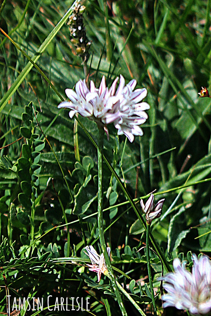 Allium korolkowii photo 3