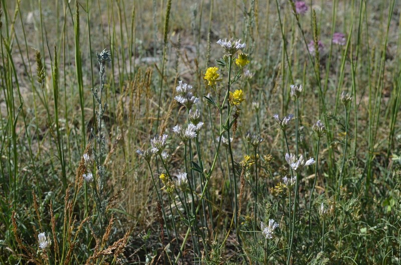 Allium korolkowii photo 4
