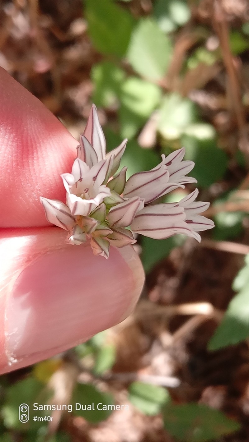 Allium korolkowii photo 5