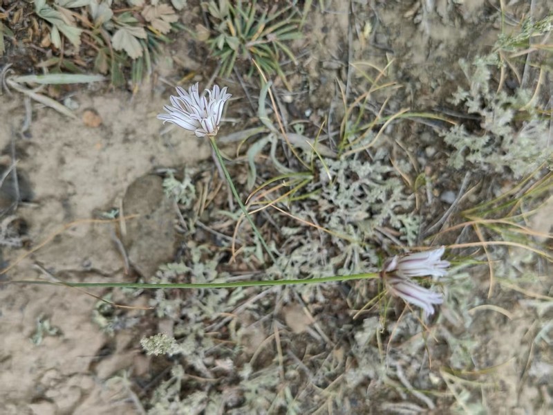 Allium korolkowii photo 7
