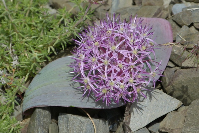 Allium kuhsorkhense photo 2