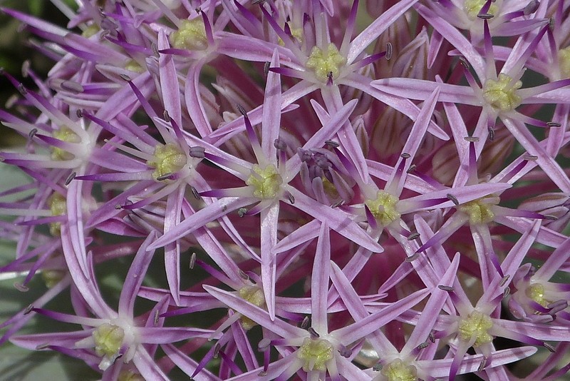 Allium kuhsorkhense photo 3