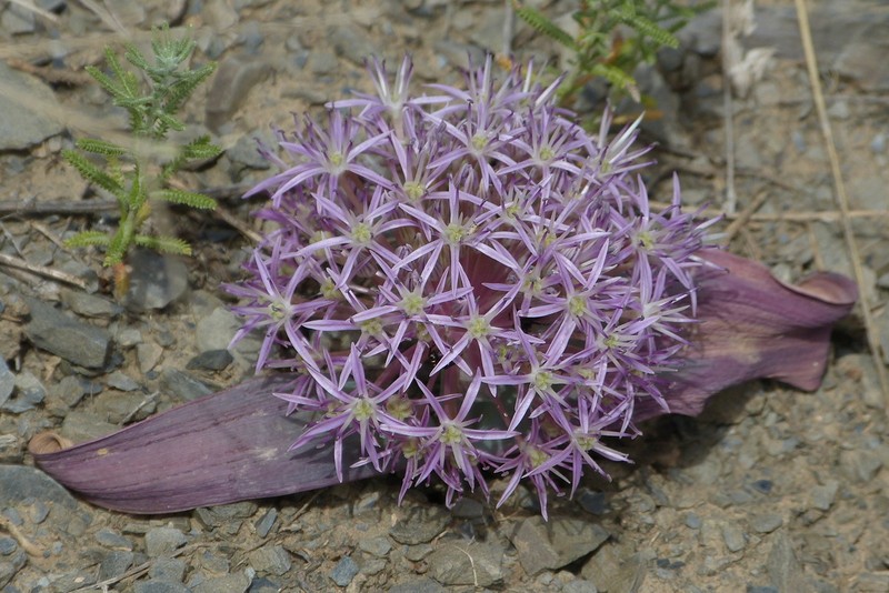 Allium kuhsorkhense photo 4