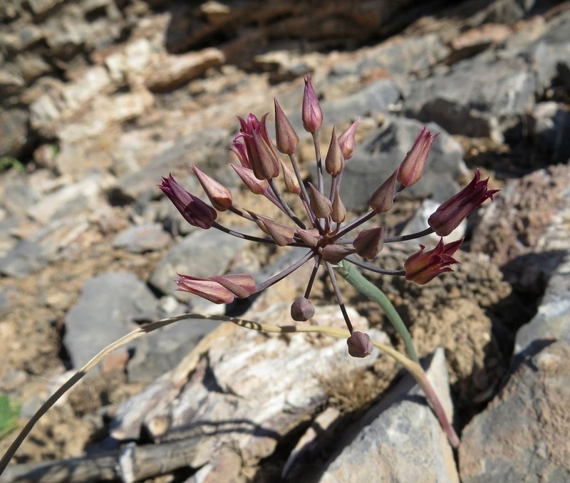 Allium kujukense photo 2