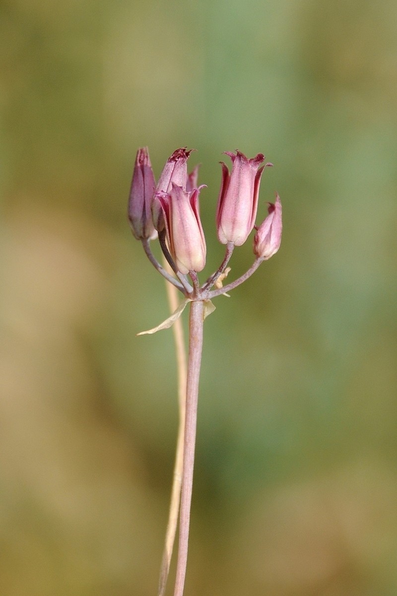 Allium kujukense photo 3