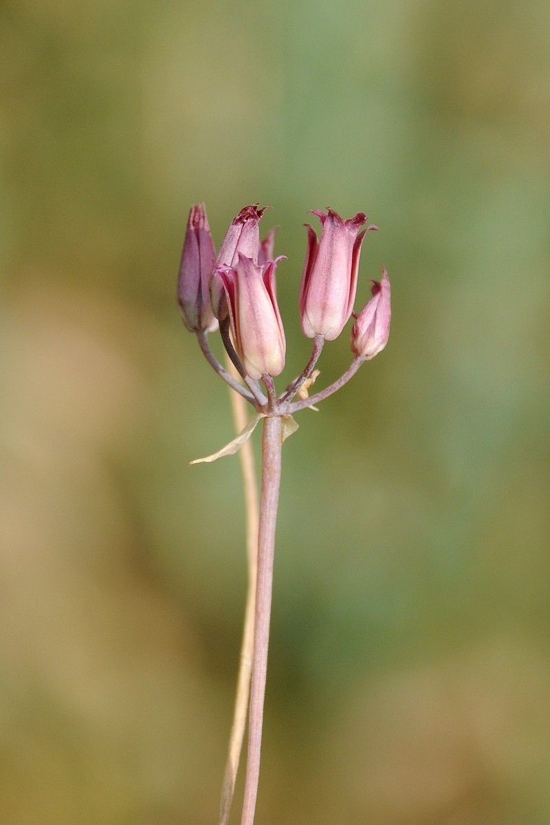 Allium kujukense photo 4