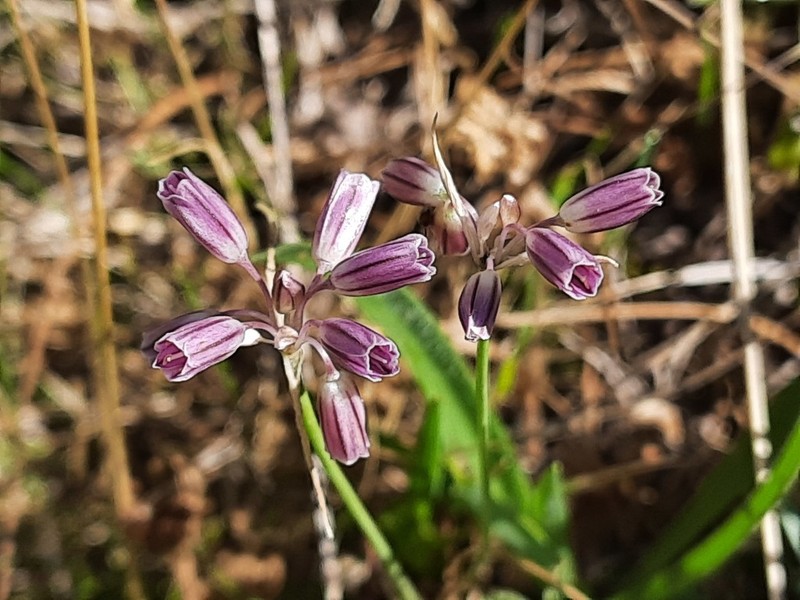 Allium kunthianum