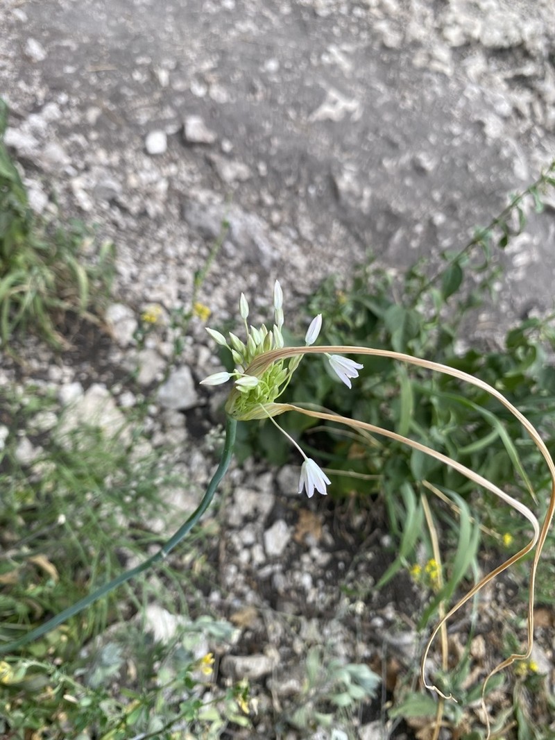 Allium kunthianum photo 2