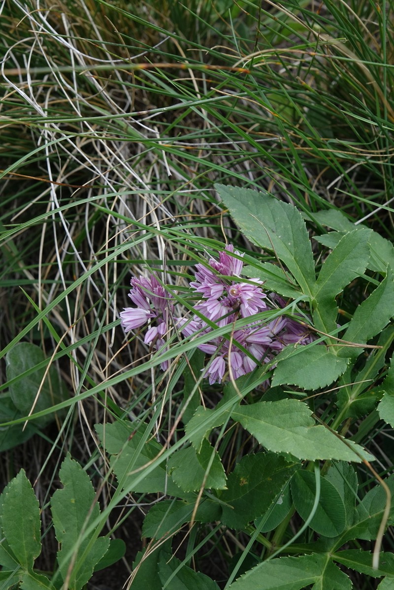 Allium kunthianum photo 3